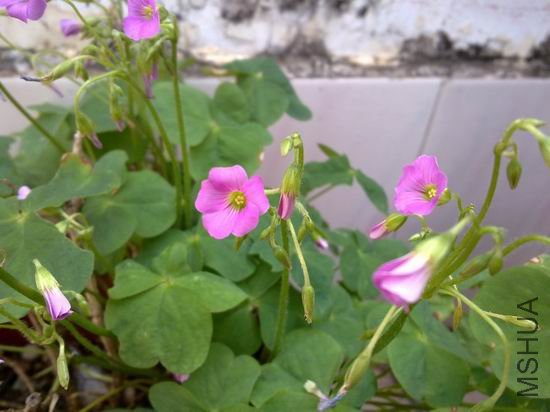 �����л���