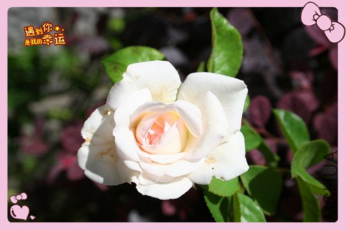 ��Ƭ 117_����.jpg