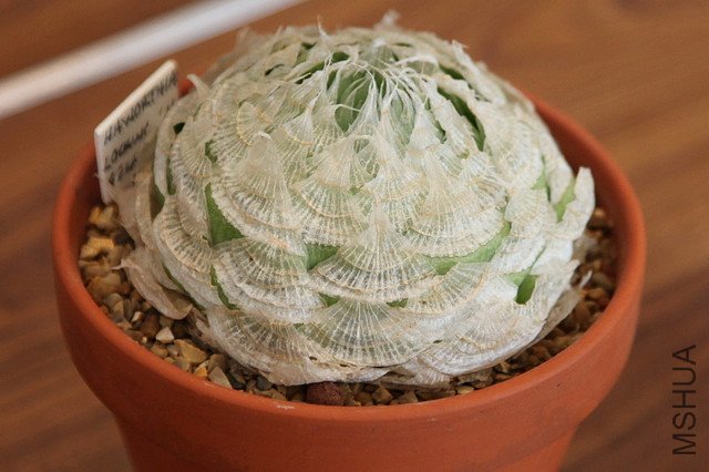 Haworthia lockwoodii.jpg