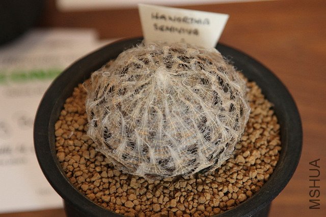 Haworthia semiviva.jpg