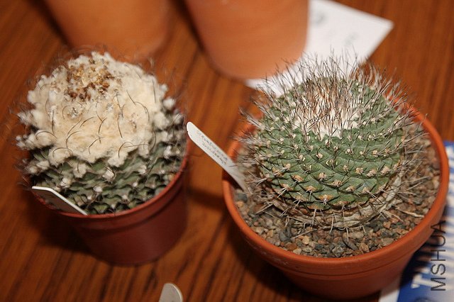 �۹� Obregonia denegrii(��) & ��ˮ Strombocactus disciformis.jpg