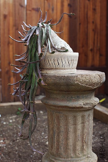 ���� Euphorbia stellata.jpg