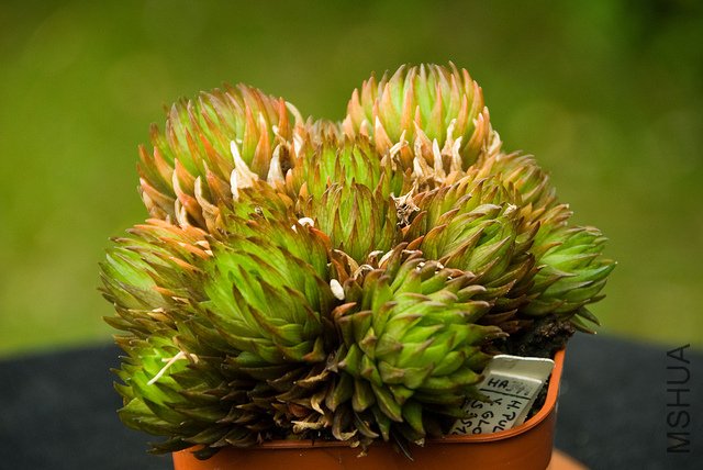 ������ Haworthia pulchella var. globifera.jpg