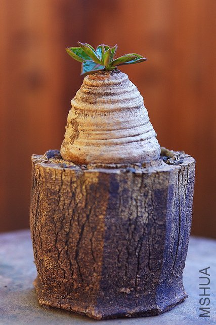 ��Ц Euphorbia ecklonii  �ǳ�ϲ����һ��.jpg