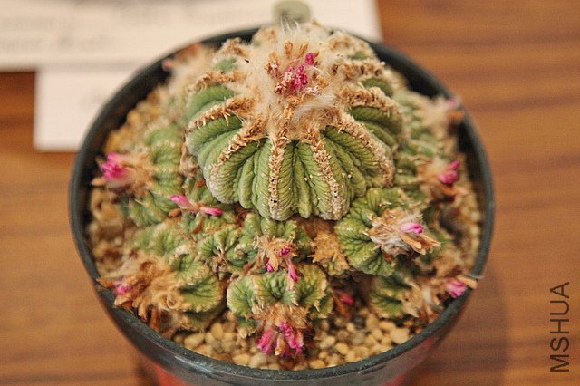 ���� Aztekium ritteri.jpg