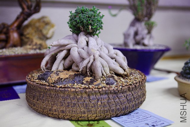 ����С��.jpg