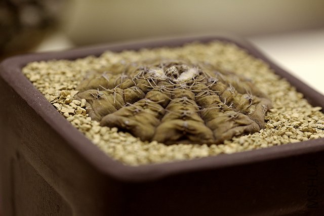 ��������ˮ��Gymnocalycium ochoterenae var. polygonum.jpg