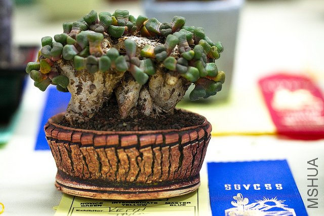 ���� Aloinopsis schooneesii.jpg
