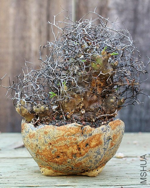 ������ Tylecodon reticulata.jpg