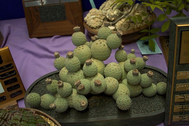 ϰ־Ұ Tephrocactus geometricus.jpg