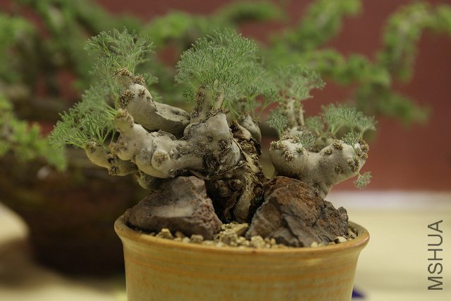 �½� Sarcocaulon peniculatum.jpg