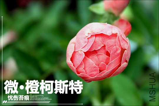 IMG_9085.JPG