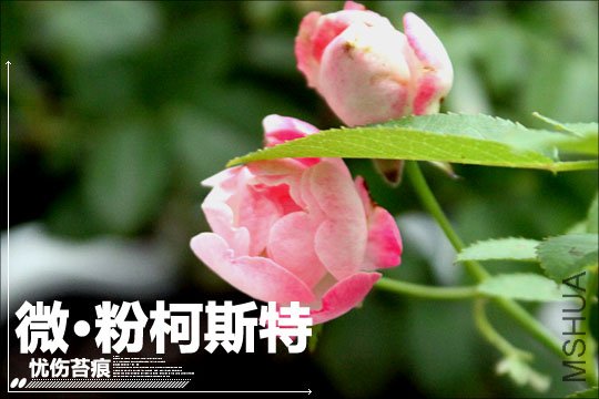 IMG_8726.JPG