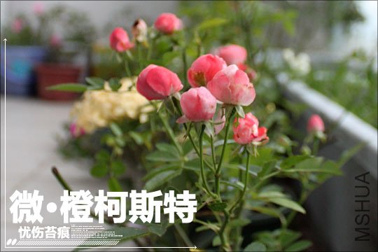 IMG_8751.JPG