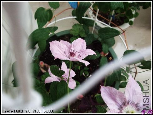 DSCF2398.jpg