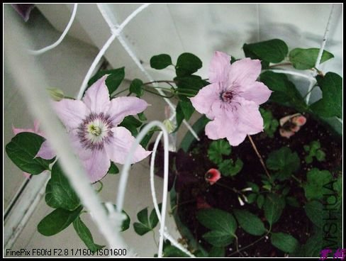 DSCF2415.jpg