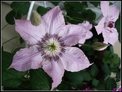 DSCF2456.jpg