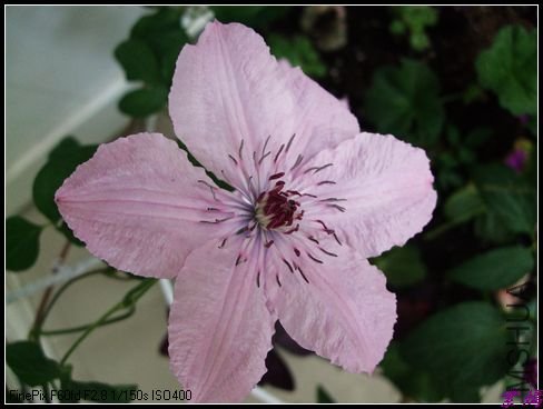 DSCF2457.jpg