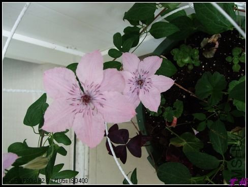DSCF2458.jpg