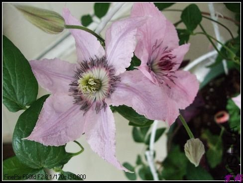 DSCF2459.jpg