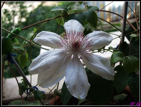 DSCF2474.jpg