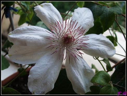 DSCF2475.jpg