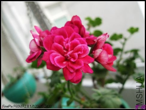 DSCF2418.jpg