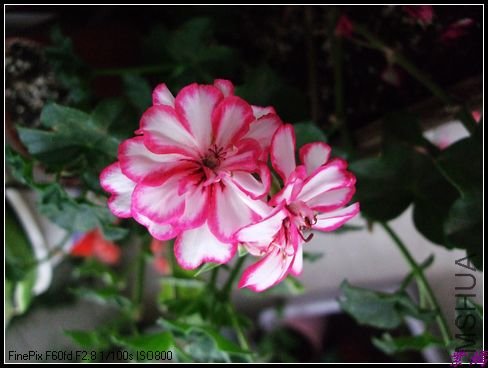 DSCF2424.jpg