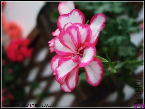 DSCF2433.jpg