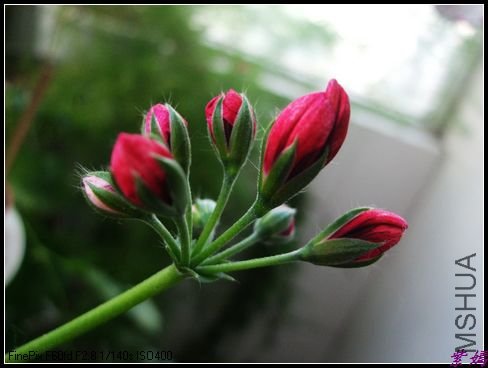 DSCF2470.jpg