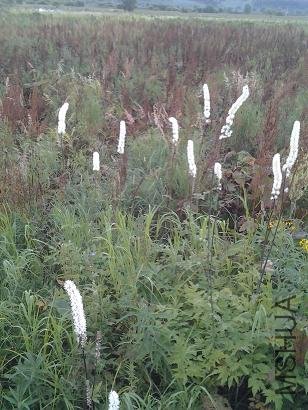 2012-08-11 16.33.15.JPG