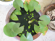 ��Ҳ���г����������