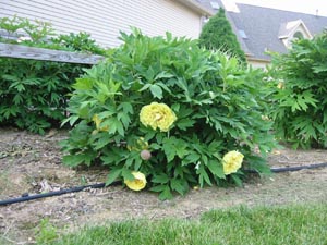 ���ĵ����A�Π�, �~������,(����Ƭ.jpg