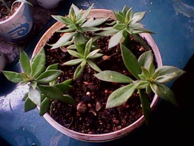 IMG0281A.jpg