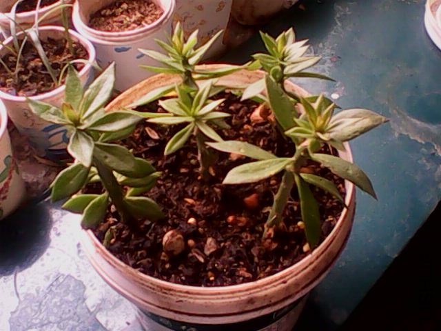 IMG0282A.jpg