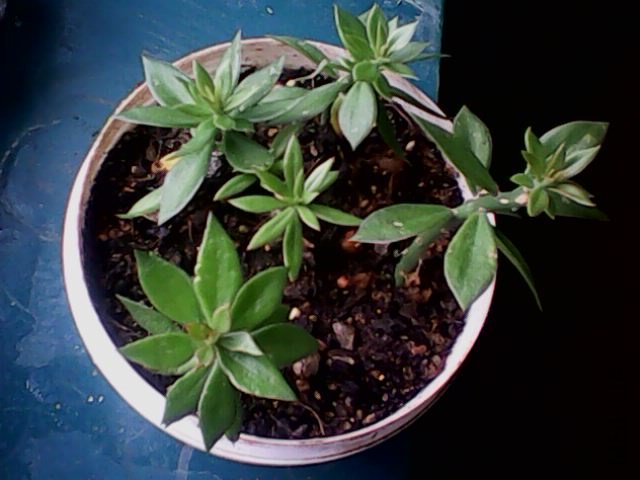 IMG0283A.jpg