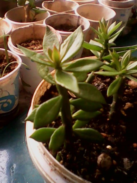 IMG0284A.jpg