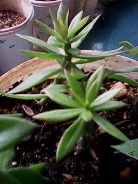 IMG0285A.jpg