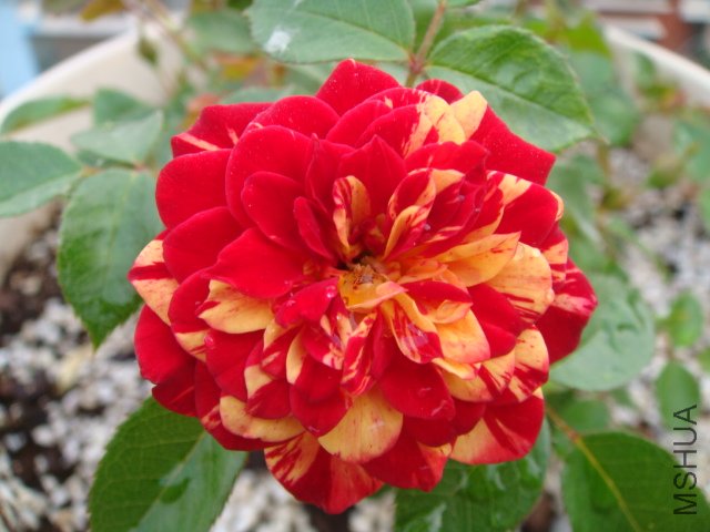 DSC04644.JPG