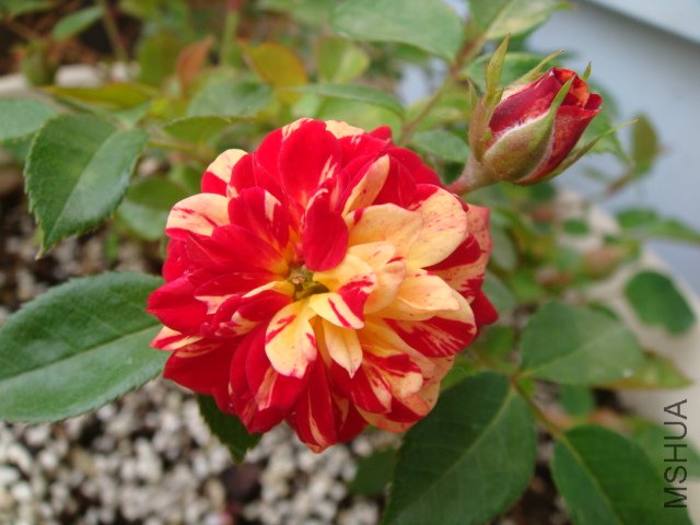 DSC04792.JPG