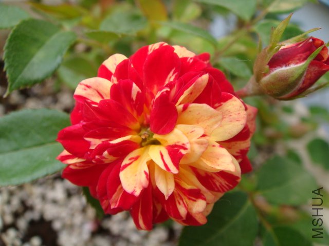 DSC04793.JPG