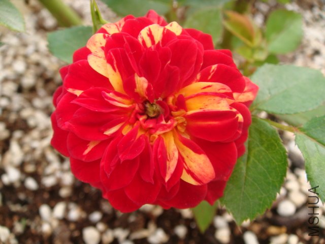 DSC04807.JPG