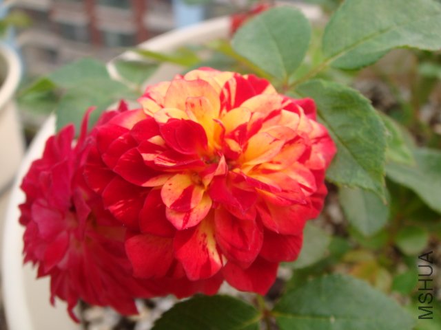 DSC04809.JPG