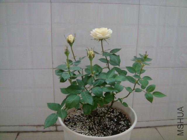 DSC03061.JPG