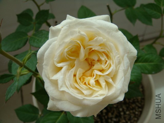 DSC03556.JPG