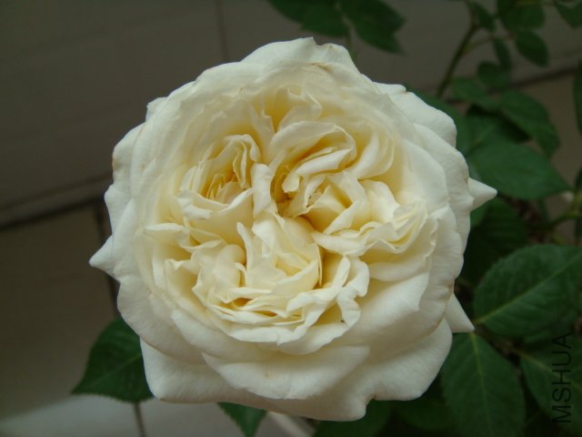 DSC03557.JPG