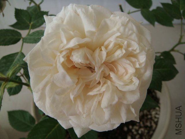 DSC03905.JPG