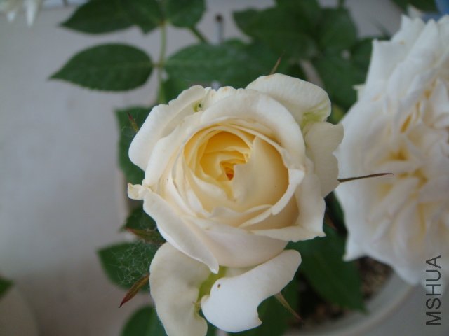 DSC03906.JPG