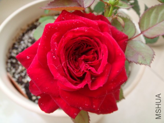 DSC03060.JPG