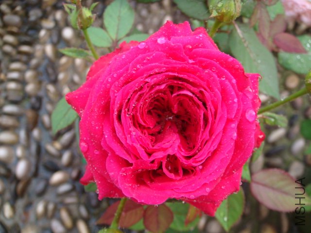 DSC03386.JPG
